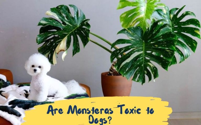 Are Monsteras Toxic To Dogs Everything You Need To Know   Are Monsteras Toxic To Dogs 768x480 