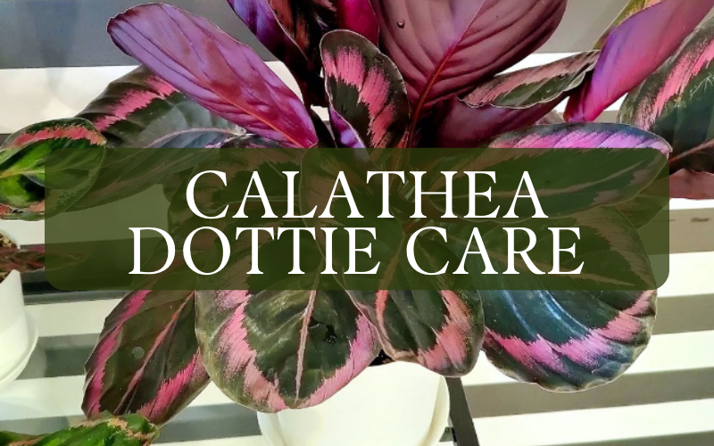 calathea dottie care