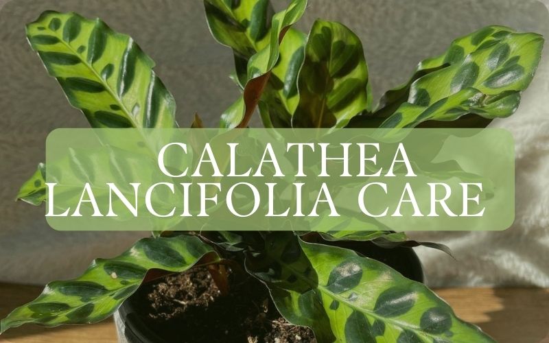 calathea lancifolia care