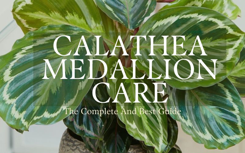 calathea medallion care