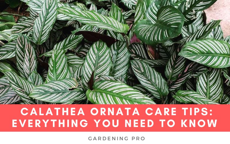 Calathea Ornata Care Tips: Everything You Need to Know