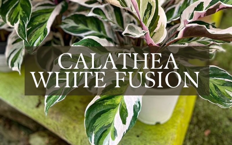 calathea white fusion