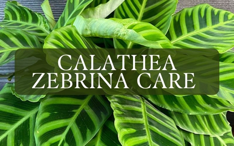 Calathea Zebrina Care