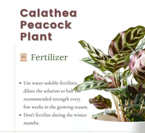 fertilize calathea makoyana