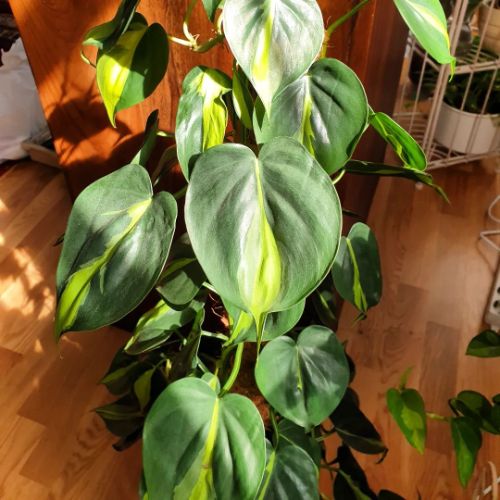 Heartleaf Philodendron need a temperature of about 70-80 degrees Fahrenheit
