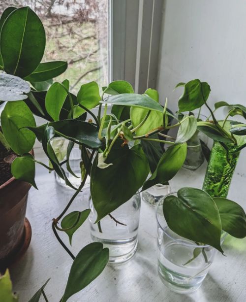 Heartleaf Philodendron receive bright, indirect light