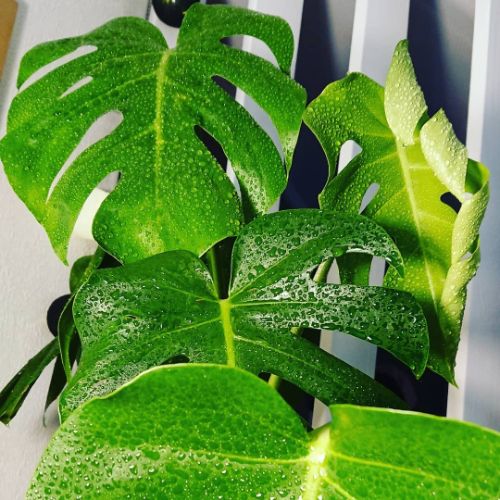 How often should monstera be watered