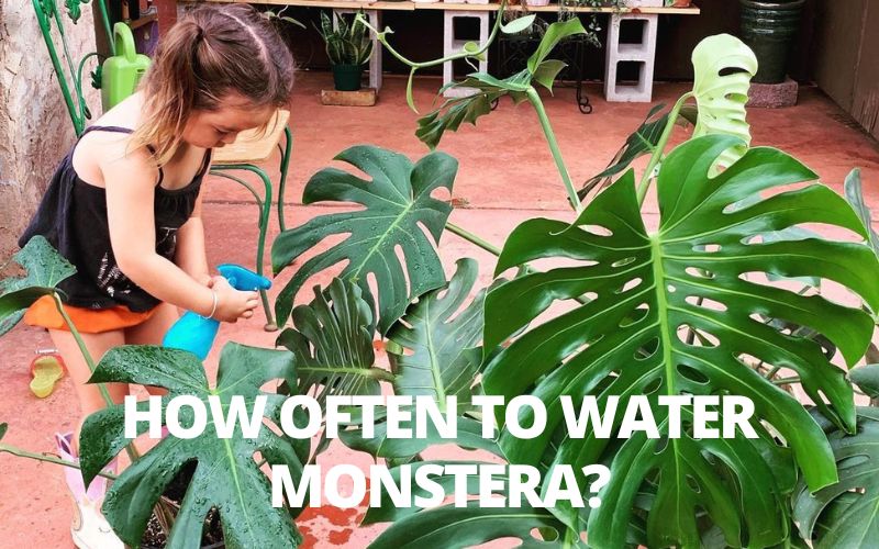 How often to water Monstera?