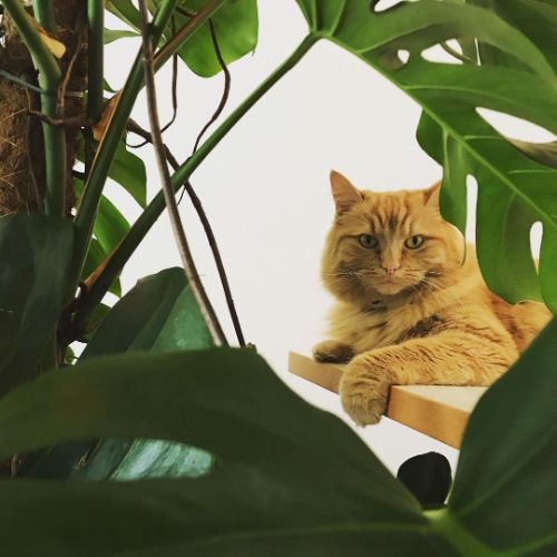 Monstera poisonous to cats