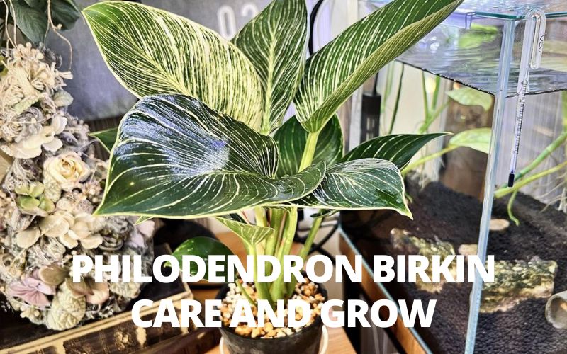 Philodendron Birkin Care