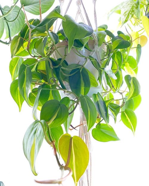 Philodendron Brasil in great light