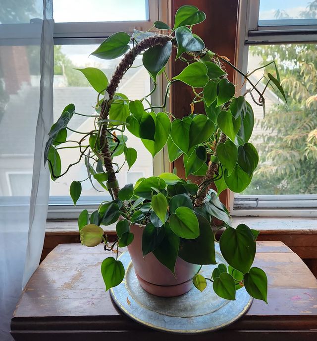 Philodendron Hederaceum