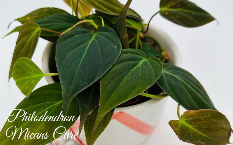 Philodendron Micans Care