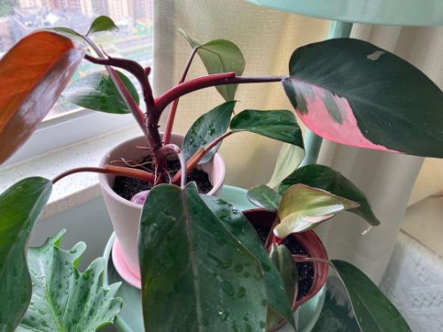 Philodendron Pink Princess Watering