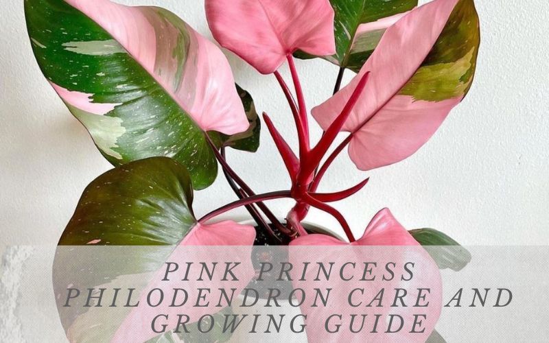 Pink Princess Philodendron Care