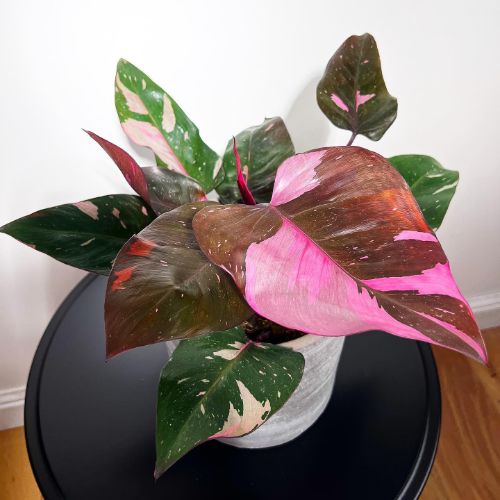 Pink Princess Philodendron Repotting