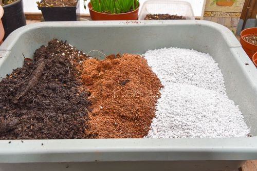 soil mix for calathea roseopicta