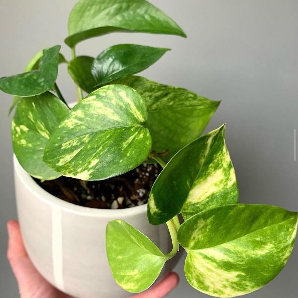 Take care of your Monstera plants more you will get the results you deserve
