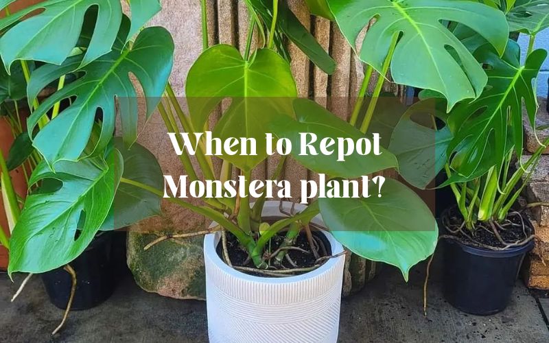 When to Repot Monstera plant?