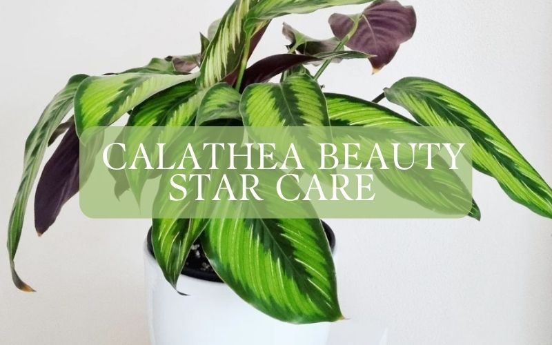 calathea beauty star care