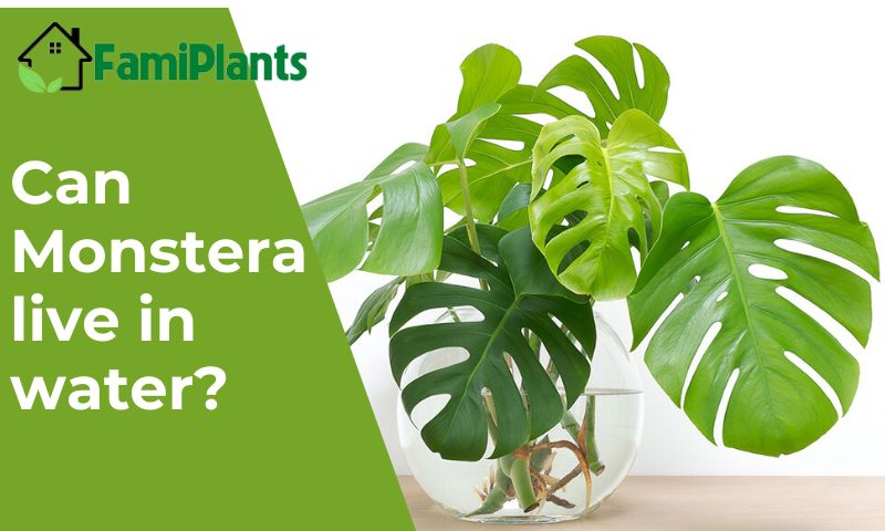 Can Monstera live in water?