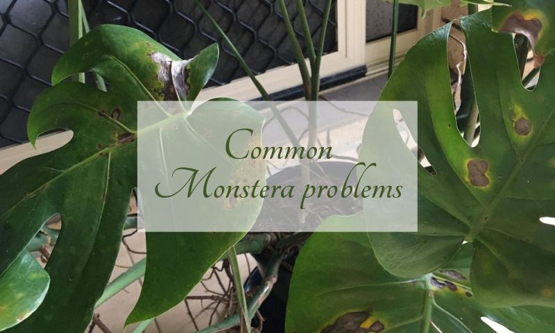 Common Monstera problems