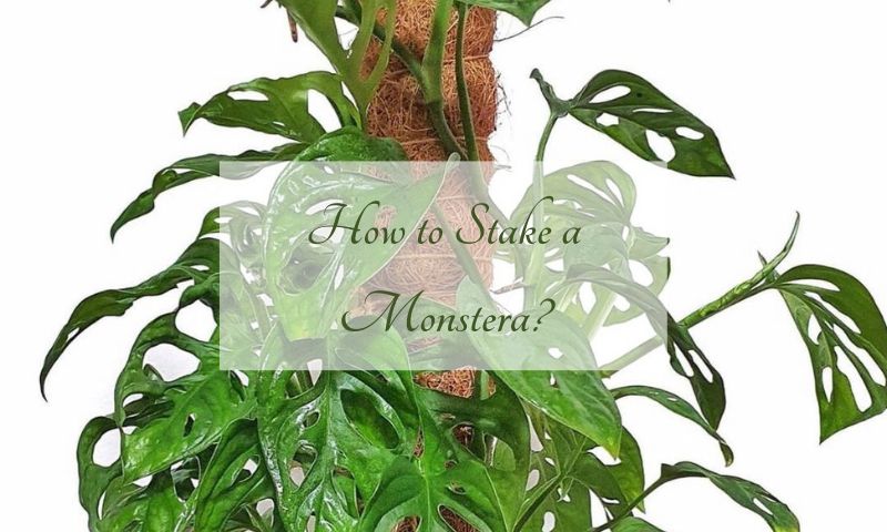 How to Stake a Monstera