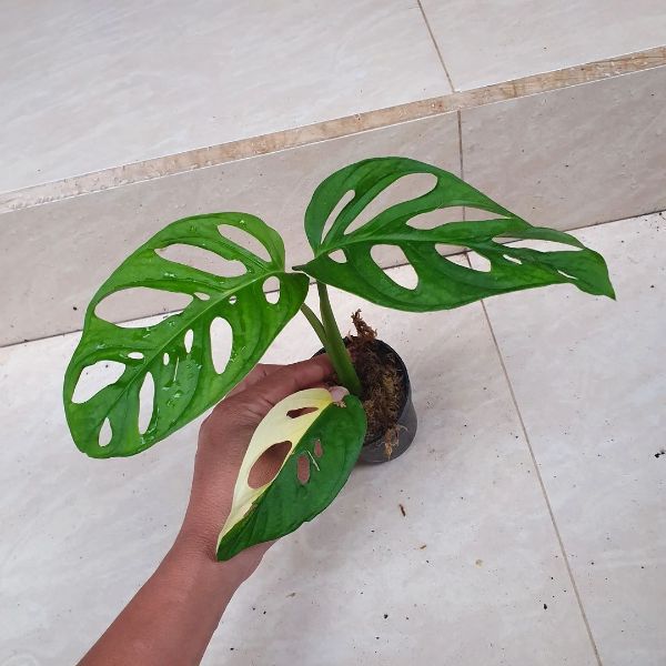 Humidity level of 60-70% is the ideal range for a Monstera