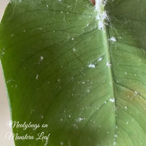 Mealybugs on Monstera Leaf