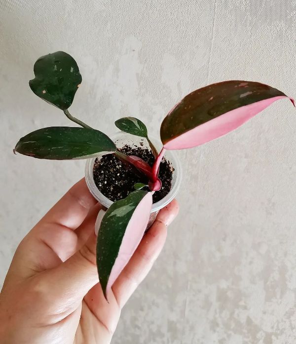 Mini Philodendron Erubescens with a mini pot