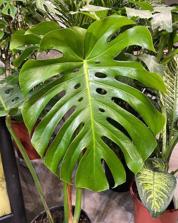 Monstera Deliciosa with beautiful holes