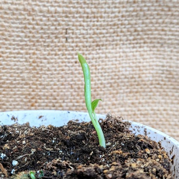Monstera from seed is growing day by day
