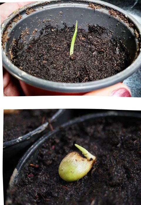 monstera growing new stem