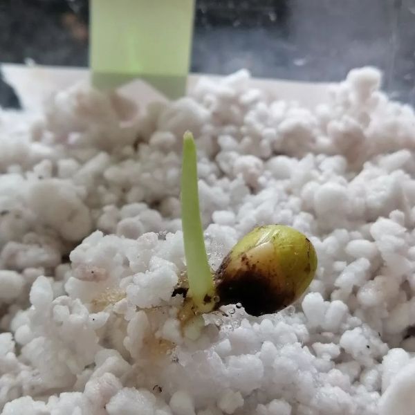 monstera seed is growing