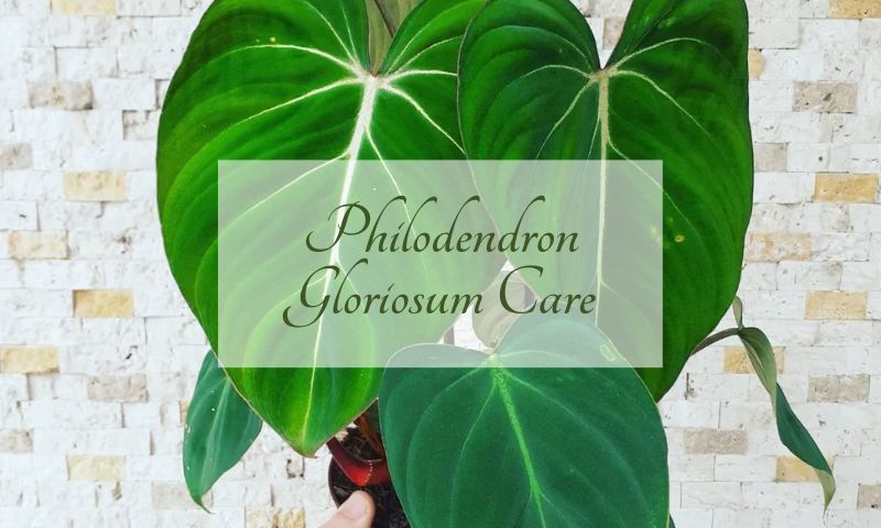 Philodendron gloriosum care guide