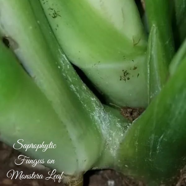 Saprophytic Fungus on Monstera Leaf