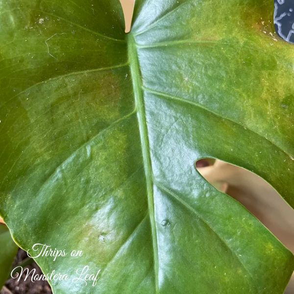 Thrips on Monstera Leaf