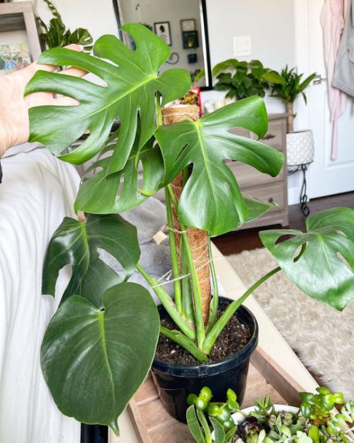 use a moss pole for monstera