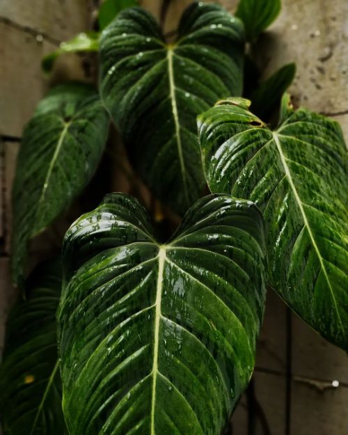 watering for philodendron gloriosum