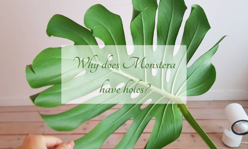 why does monstera have holes