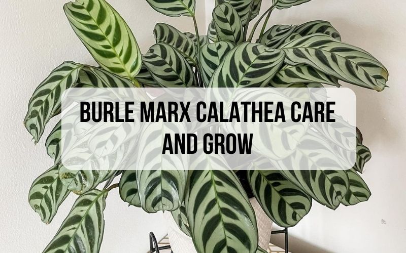 Burle Marx Calathea Care And Grow