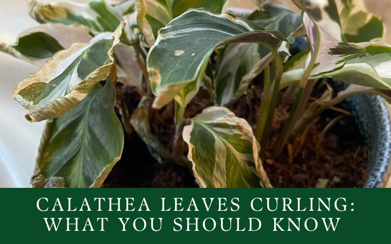 calathea leaves curling what you should know