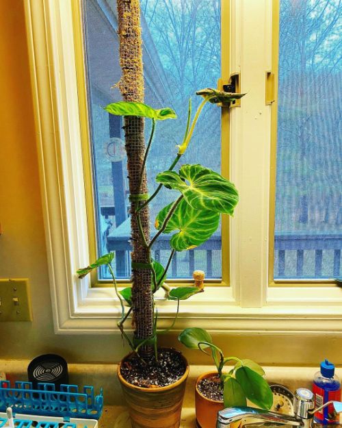 Caring for Philodendron verrucosum by light filtered through the window