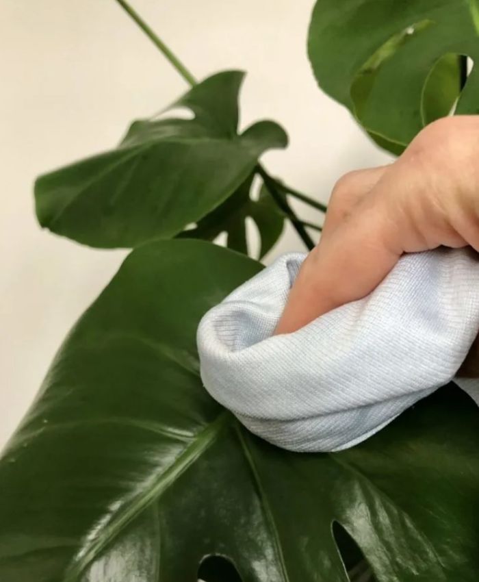 Cleaning monstera leaves