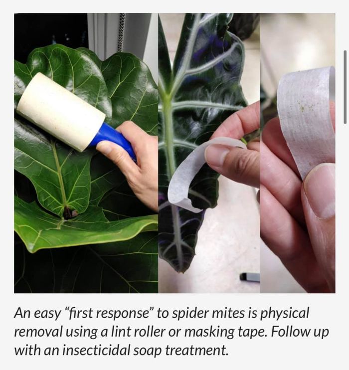 get rid of spider mites on monstera by physical removal