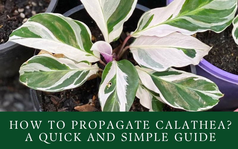 How To Propagate Calathea