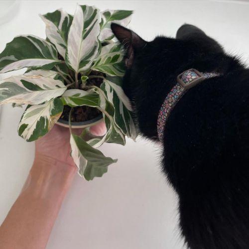 Is Calathea plant Cat-Friendly