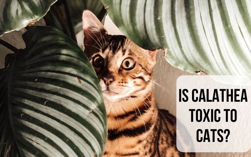 is calathea toxic to cats