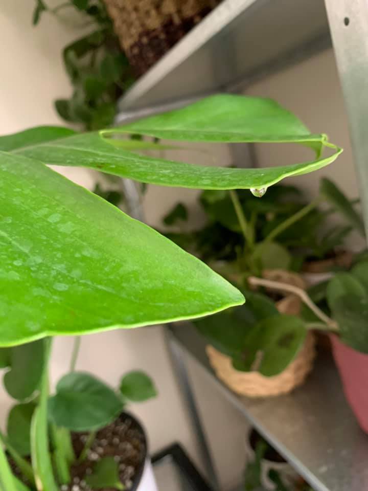 Monstera dripping water by Guttation happens when the soil is too wet for too long