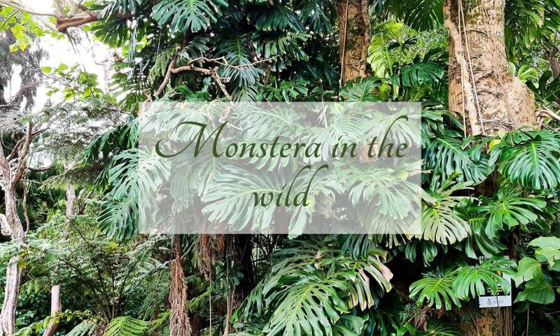 Monstera in the wild
